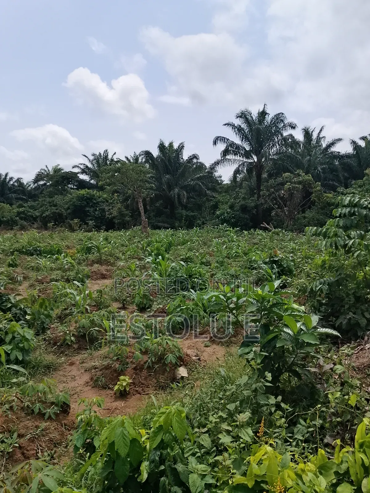 International Breweries Plot of Land in Ilesa
