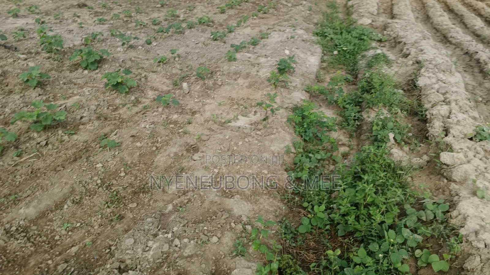 Virgin Land Behind Becky 2 Estate for Sale in Karu