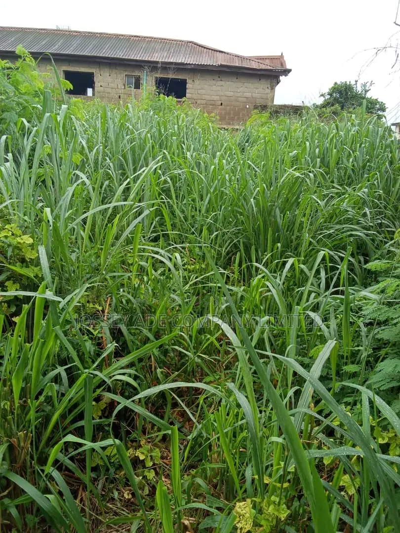 A Full Plot of Land in Ipaja / Ipaja