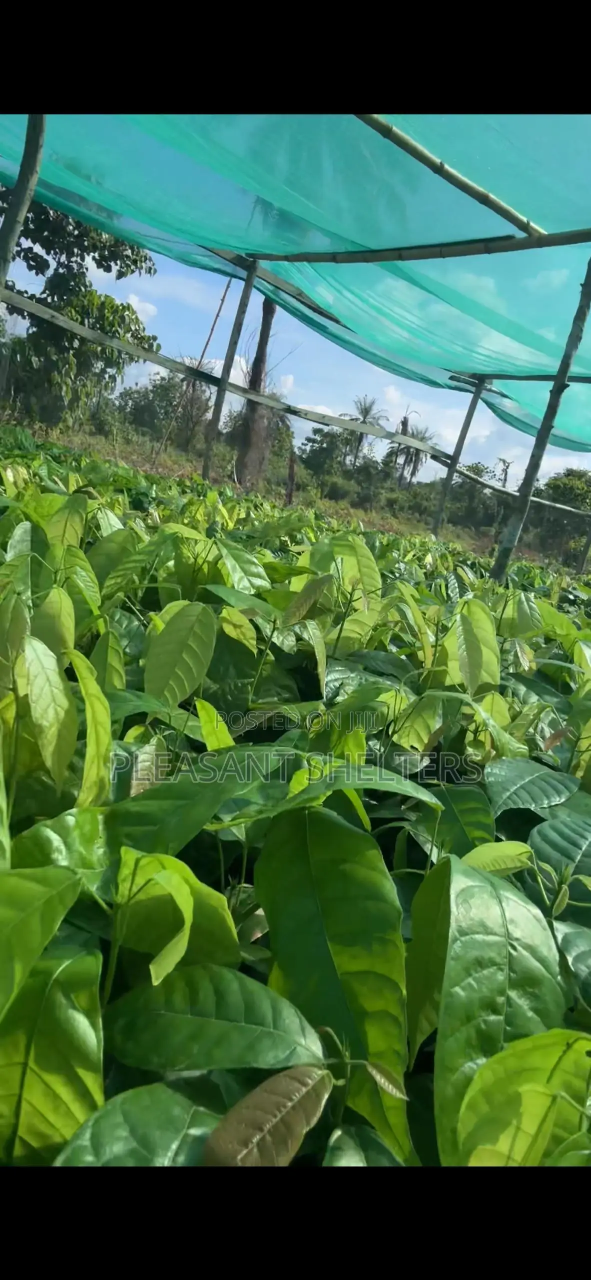 Coa Republiq - Cocoa Farmland For Sale in Obafemi-Owode