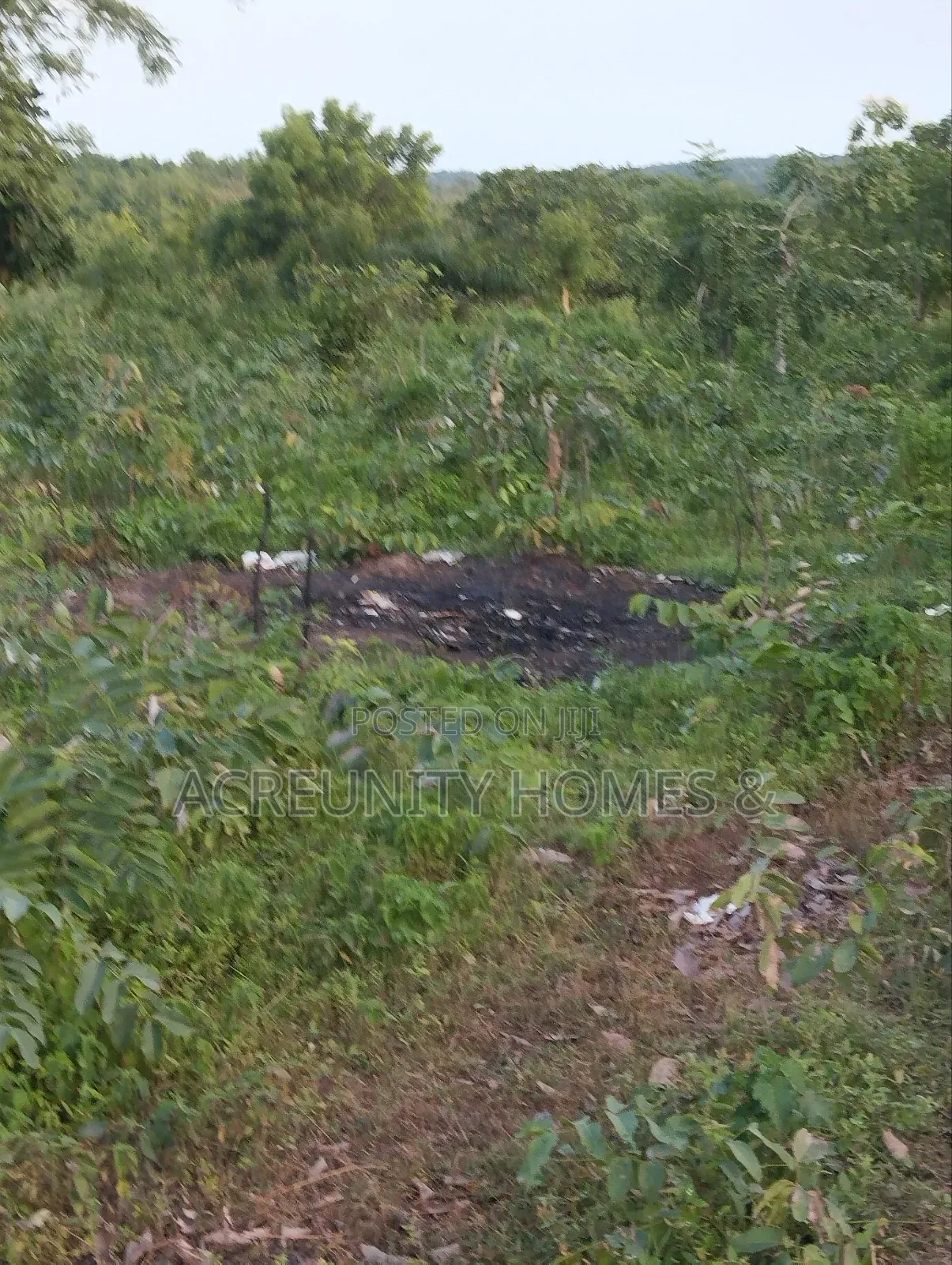 400 Acres of Agricultural Farmland for Sale, Adekola Village, Adoawaye in Iseyin