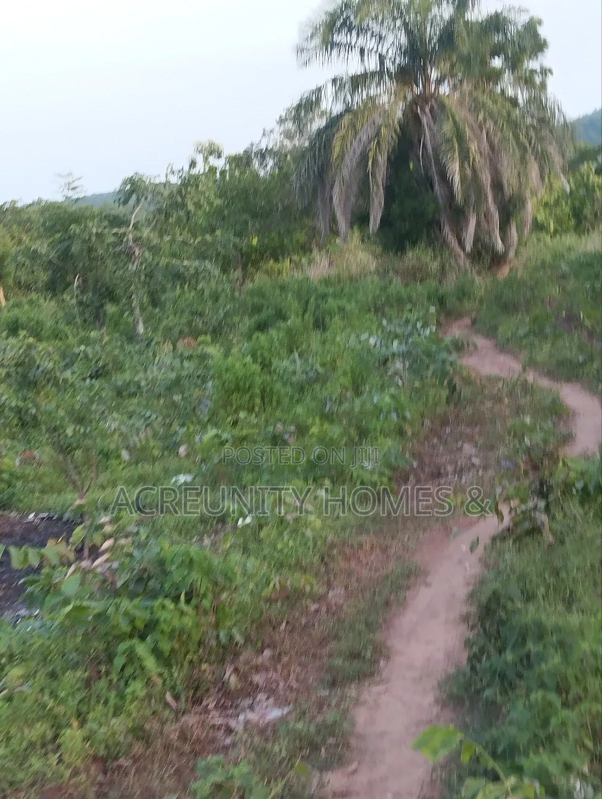 400 Acres of Agricultural Farmland for Sale, Adekola Village, Adoawaye in Iseyin