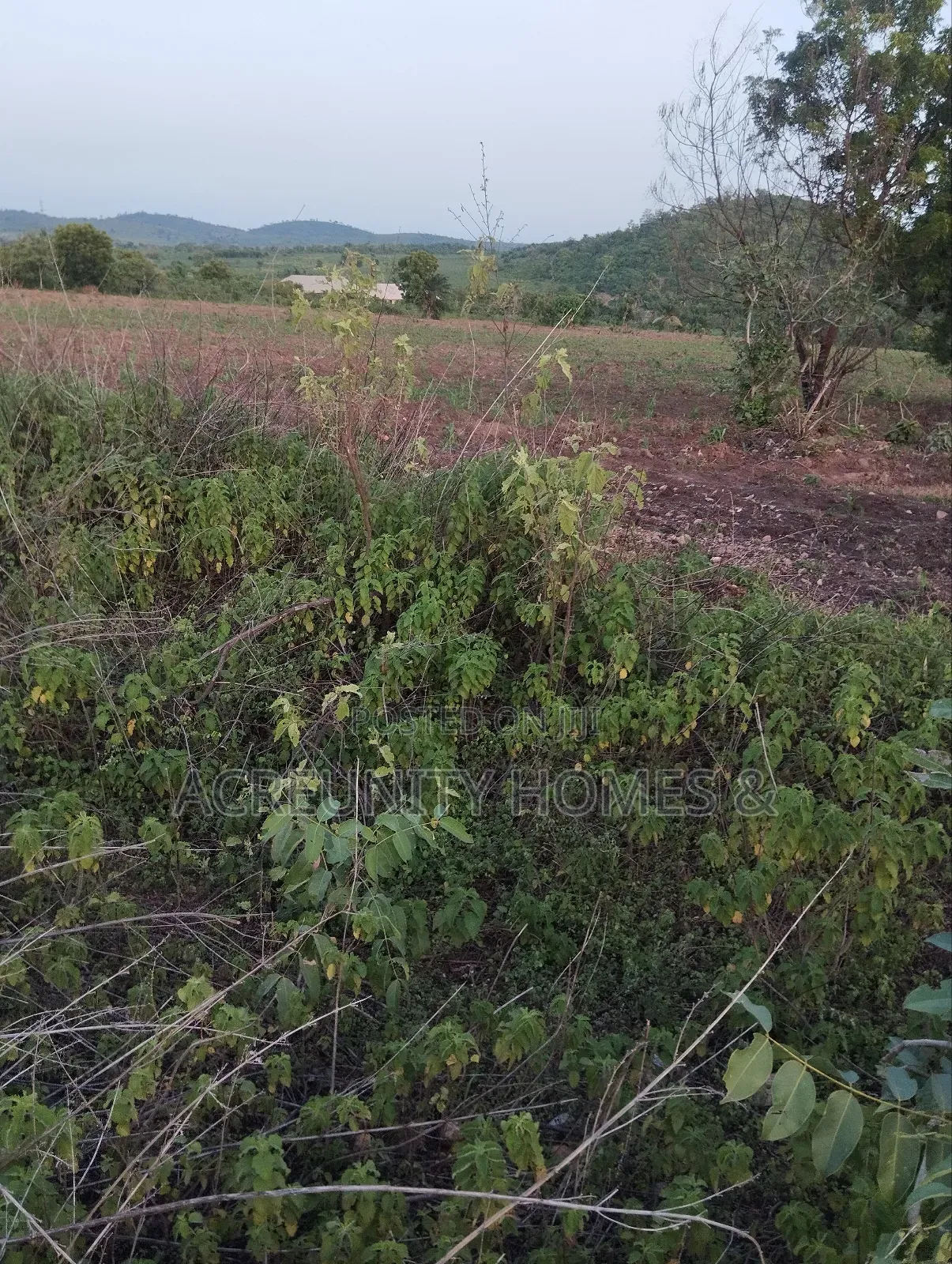 50 Acres of Prime Farmland for Sale – Iseyin, Oyo State in Iseyin