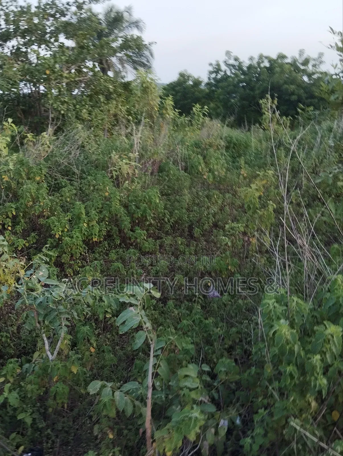 50 Acres of Prime Farmland for Sale – Iseyin, Oyo State in Iseyin