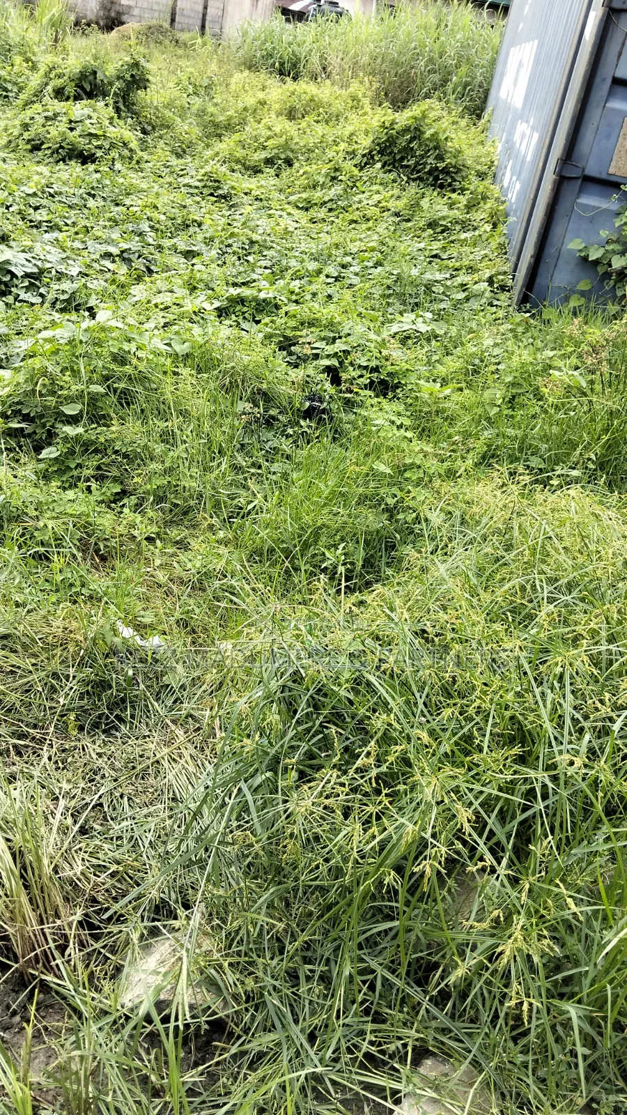 For Sale : 200 Plots Behind Salvation Ministries H/Quarters Igwuruta in Ikwerre