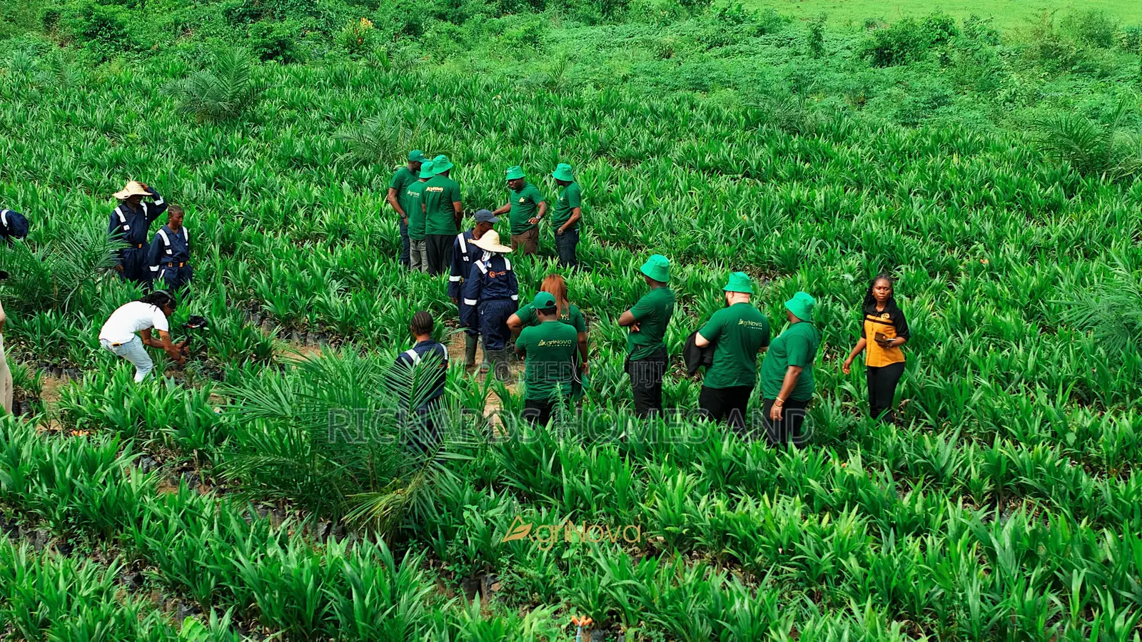 Oil Palm Hectares of Land With Palm Seedlings for Sale in Ogun State in Abeokuta North