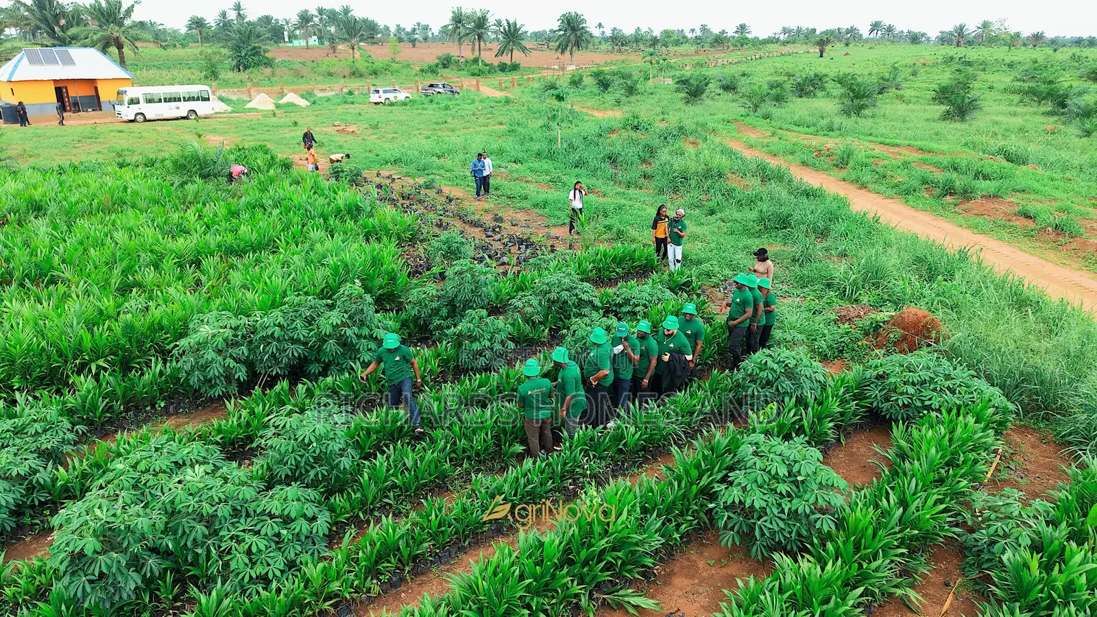 Oil Palm Hectares of Land With Palm Seedlings for Sale in Ogun State in Abeokuta North