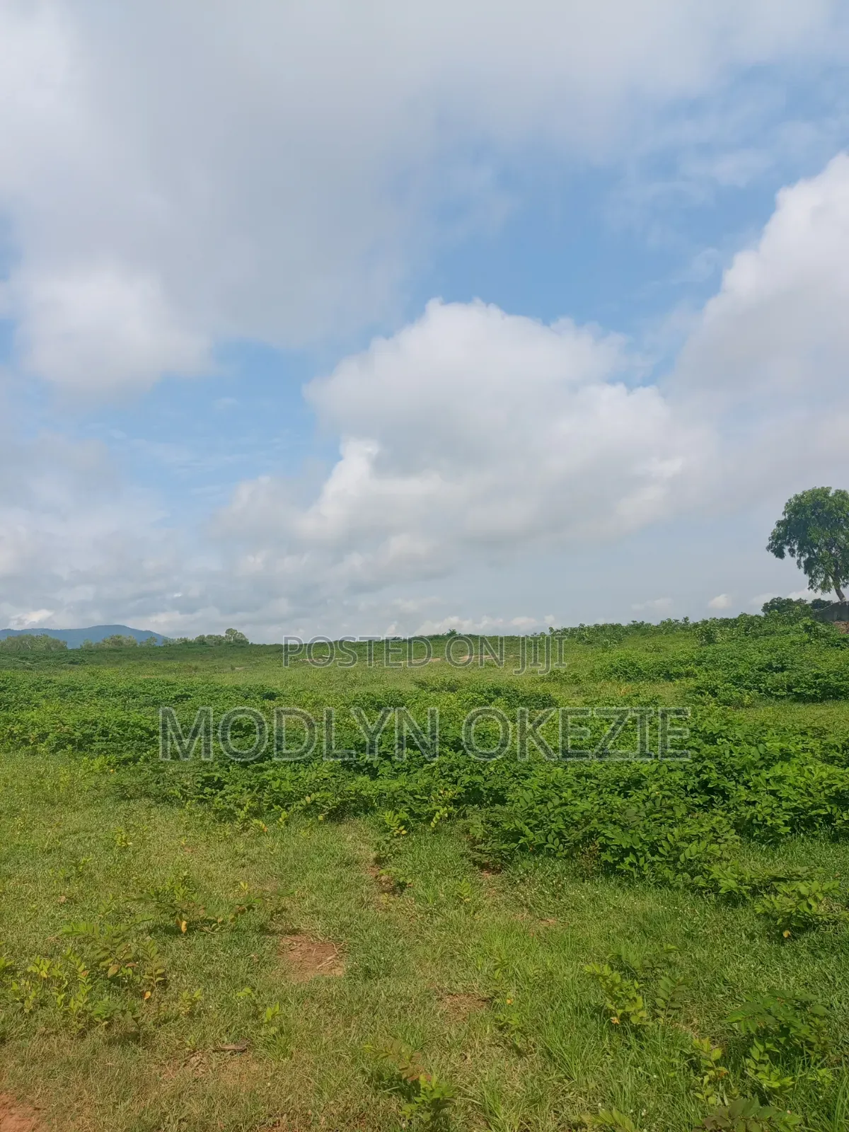 Greenwood Estate Apo Shetti in Burum