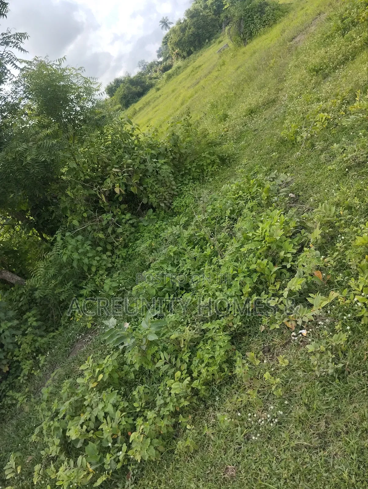 4000acres of Fertile Farmland for Sale at Komu, Itesiwaju Lg Oyo State in Itesiwaju