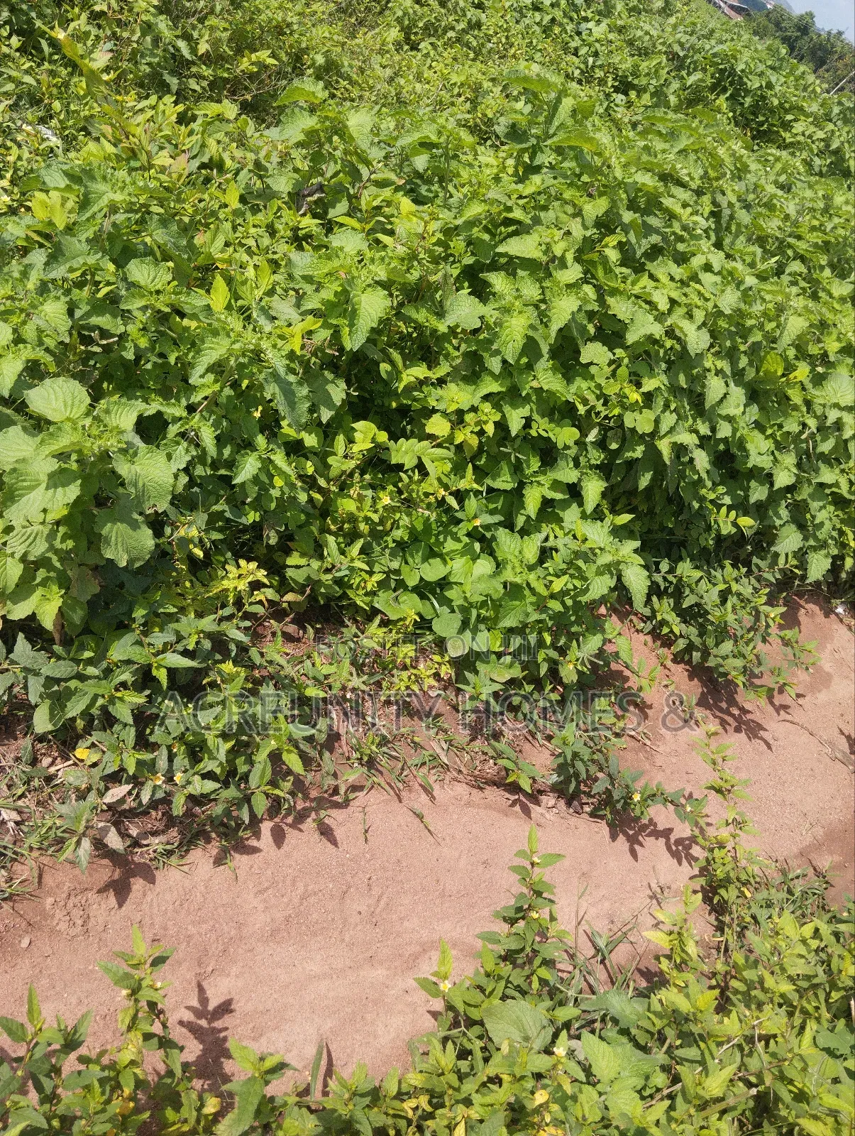 4000acres of Fertile Farmland for Sale at Komu, Itesiwaju Lg Oyo State in Itesiwaju