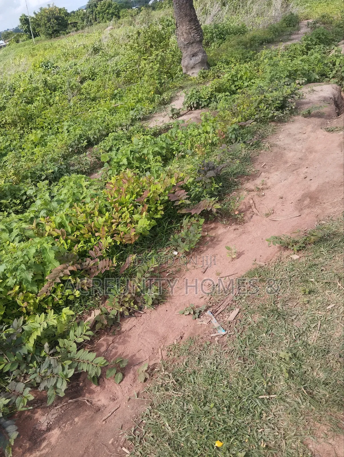 4000acres of Fertile Farmland for Sale at Komu, Itesiwaju Lg Oyo State in Itesiwaju