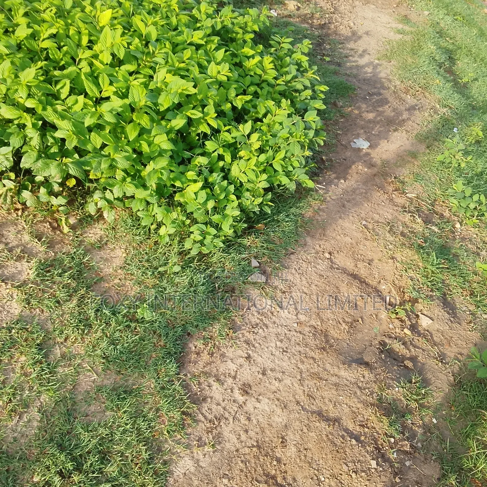 150 Hectares at Apo Wasa in Wasa