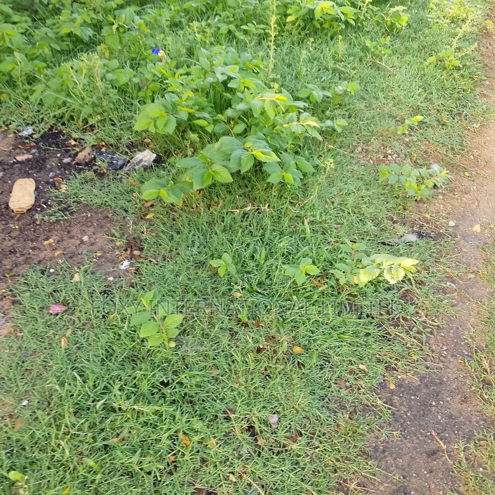 150 Hectares at Apo Wasa in Wasa