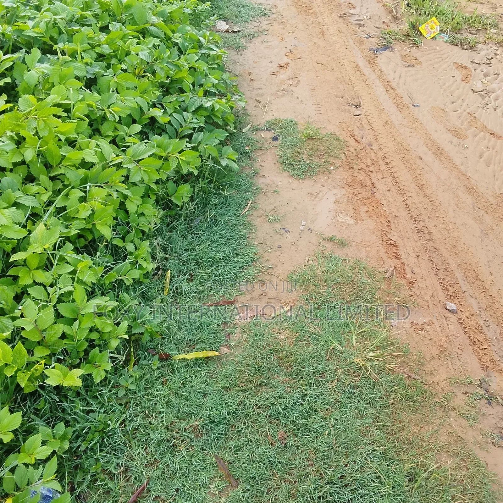 65 Hectares Land at Wasa in Wasa