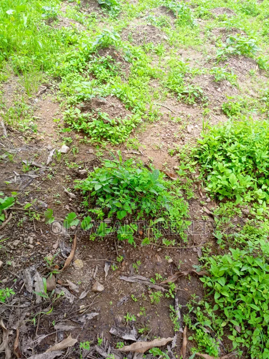 1.96 Hectares Mixed-Use Land at Maitama Main in Maitama