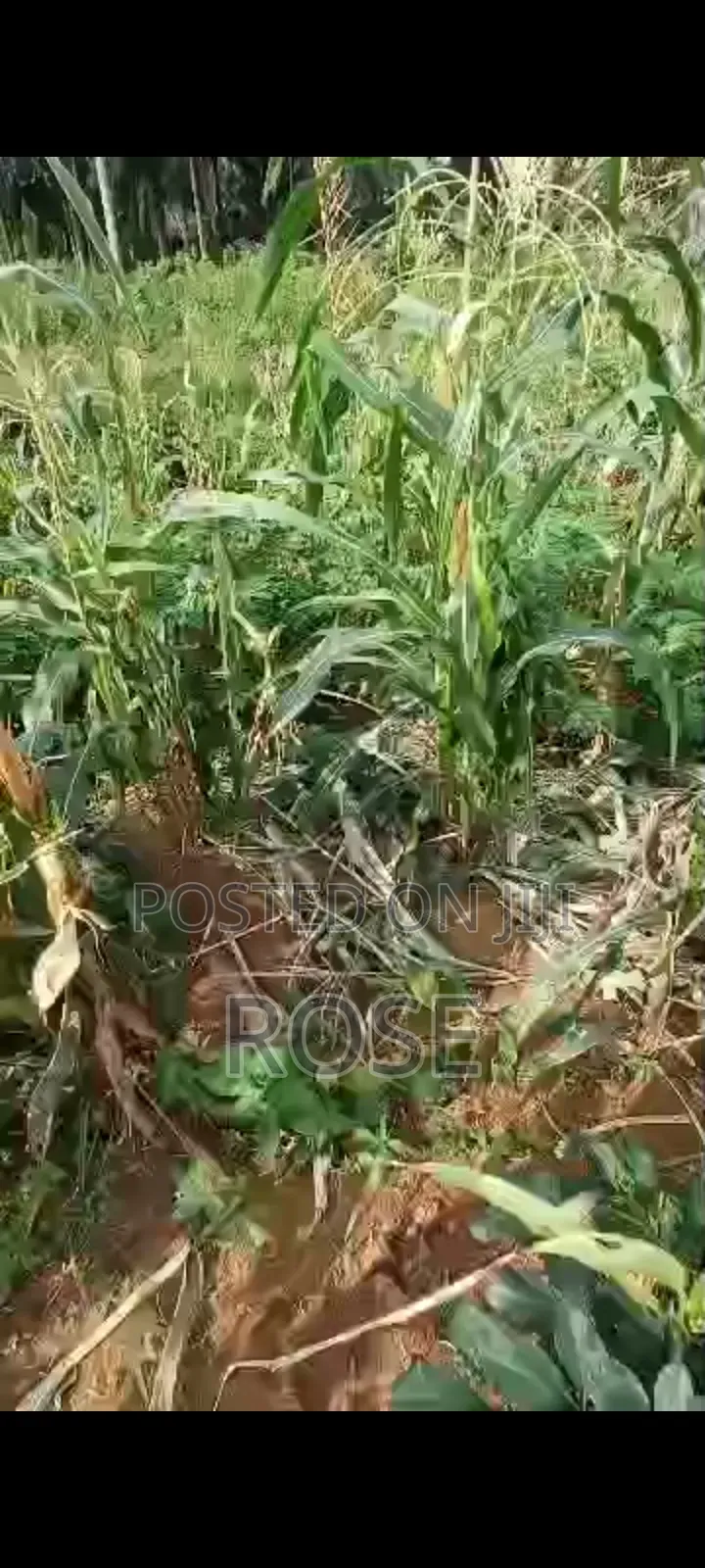 Land for Sale in Uyo