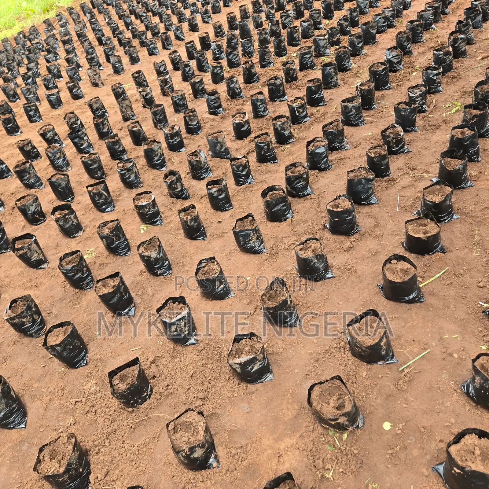 Palm Plantation Land Ownership in Ado-Odo/Ota