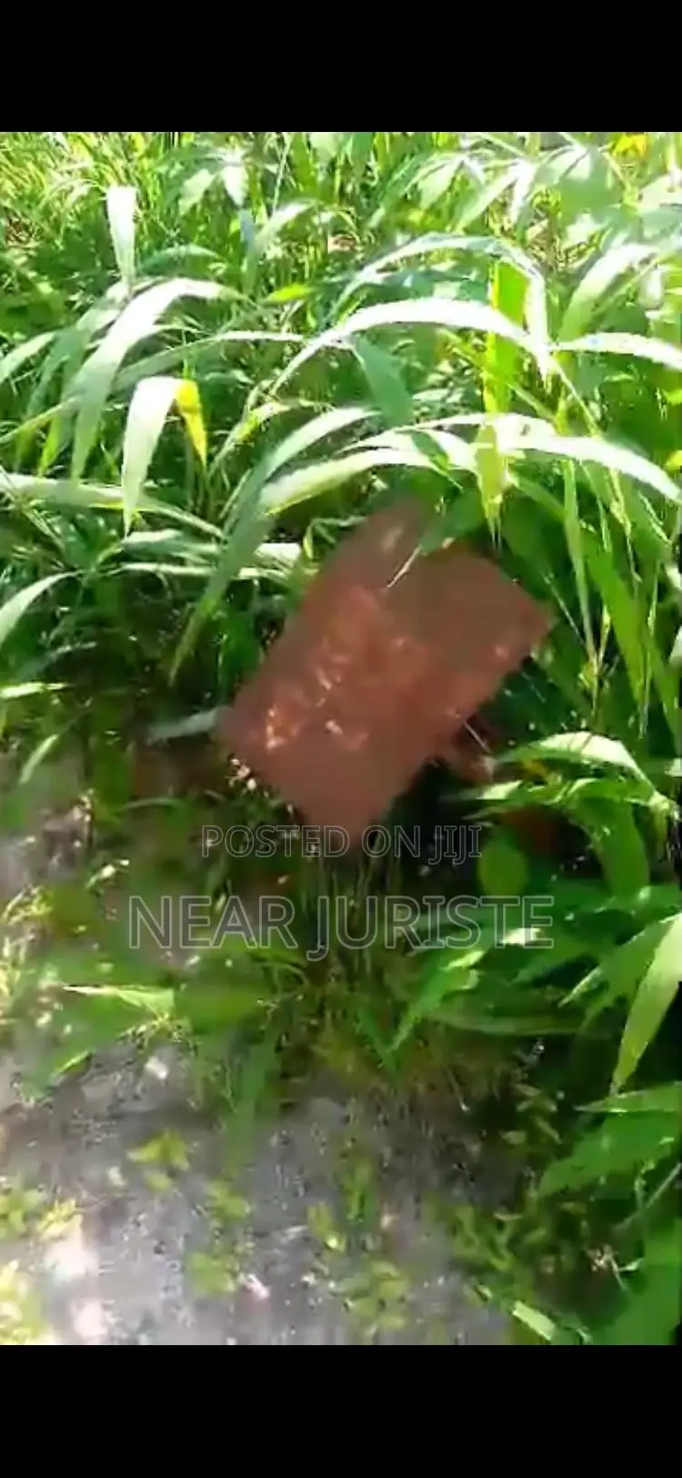 Prime Plot of Land for Sale – Umuijem, Avu–Obinze Old Road, Owerri Imo in Owerri