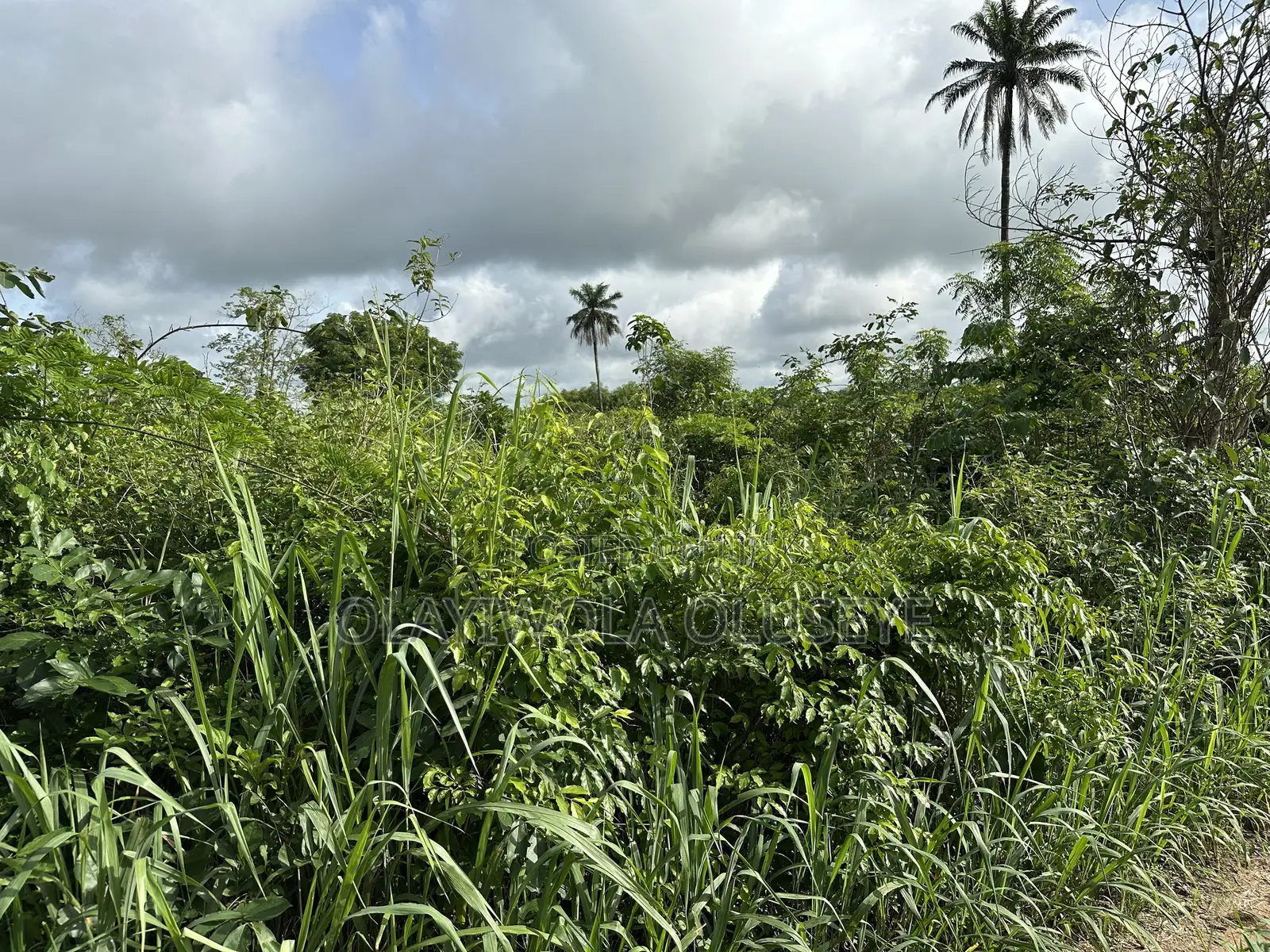 Land Good for Different Varieties of Crop and Animal Farmimg in Obafemi-Owode