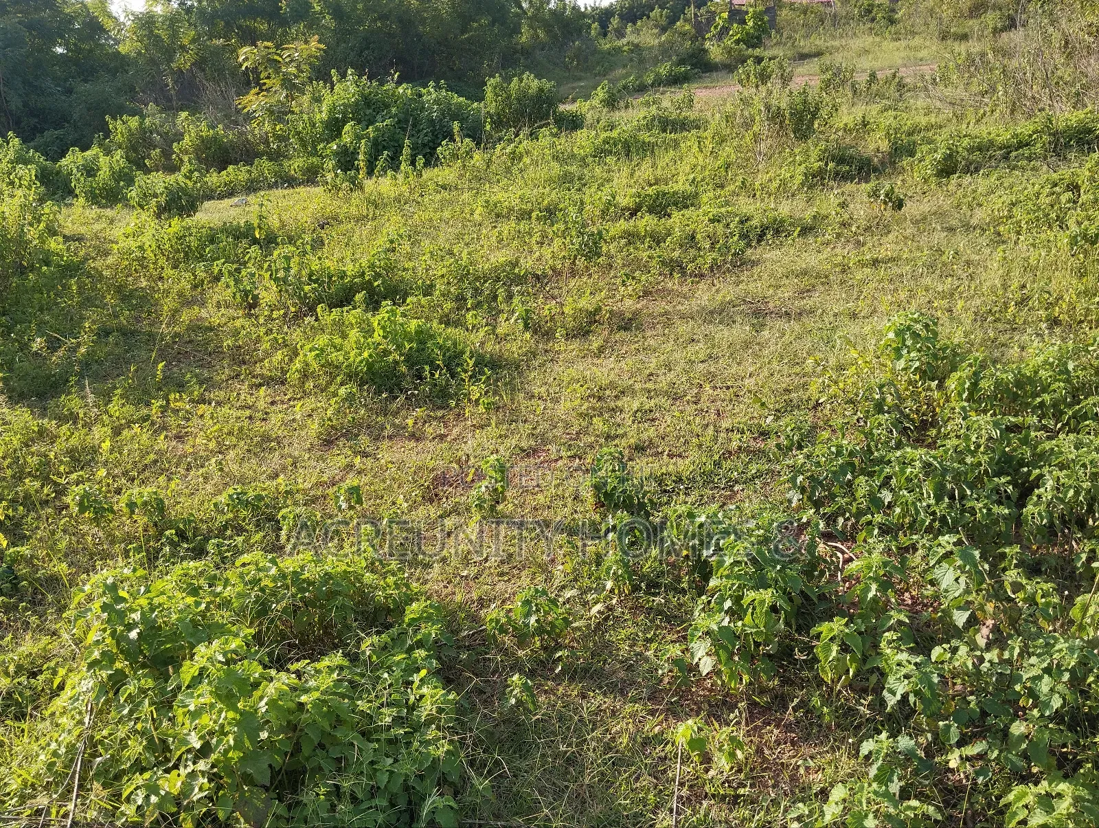 2000 Acres of Fertile Farmland Along Ilero–Iganna Road, Oyo State in Kajola