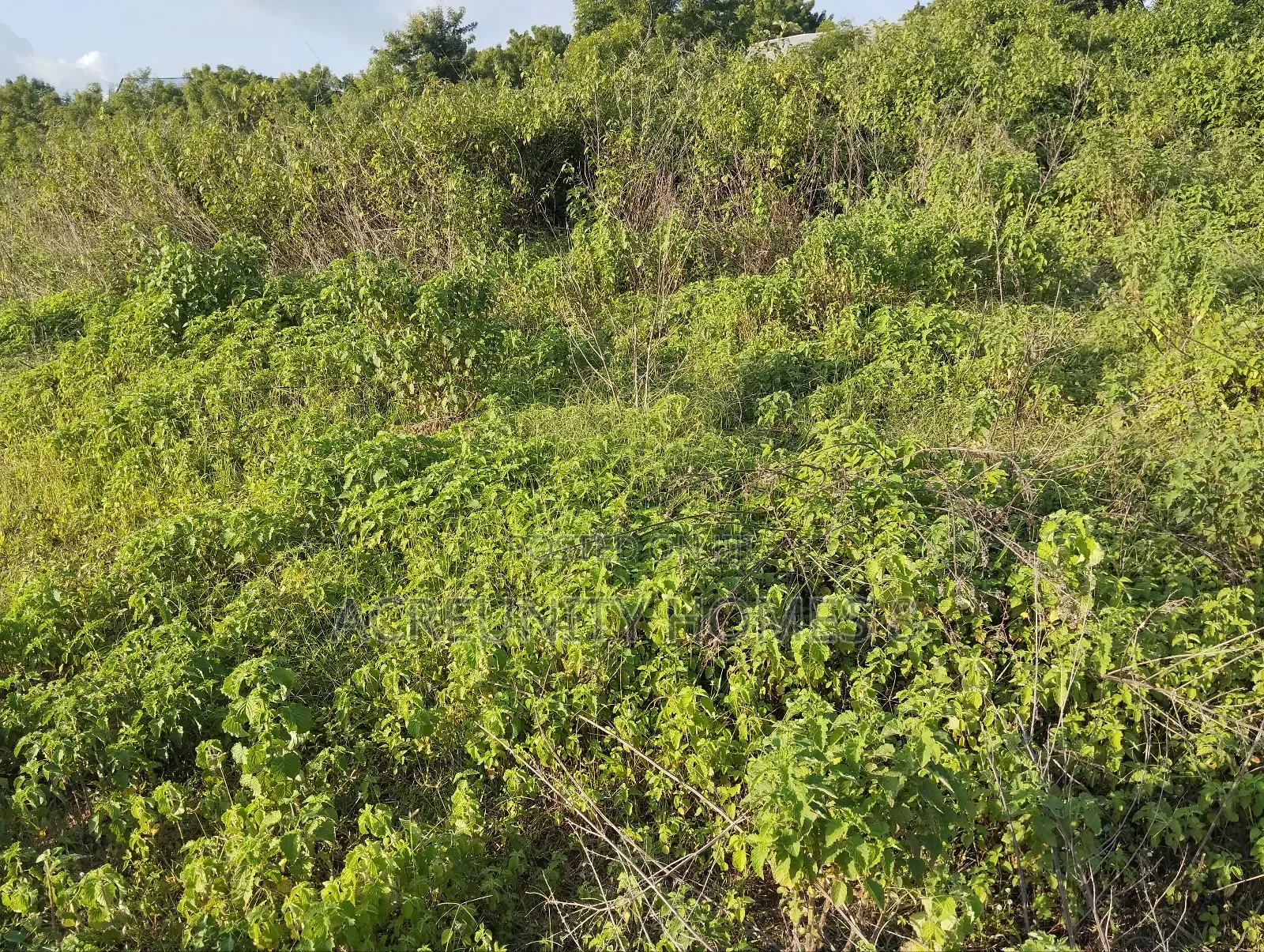 2000 Acres of Fertile Farmland Along Ilero–Iganna Road, Oyo State in Kajola