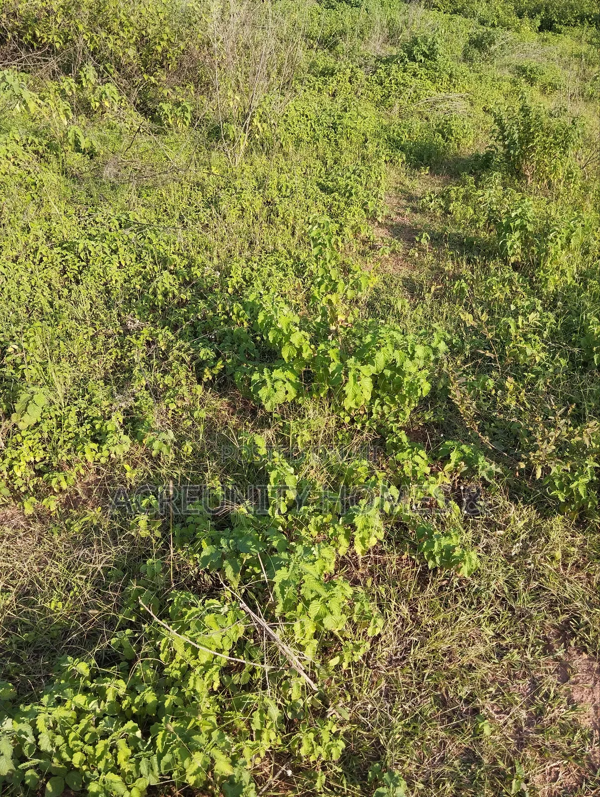 2000 Acres of Fertile Farmland Along Ilero–Iganna Road, Oyo State in Kajola