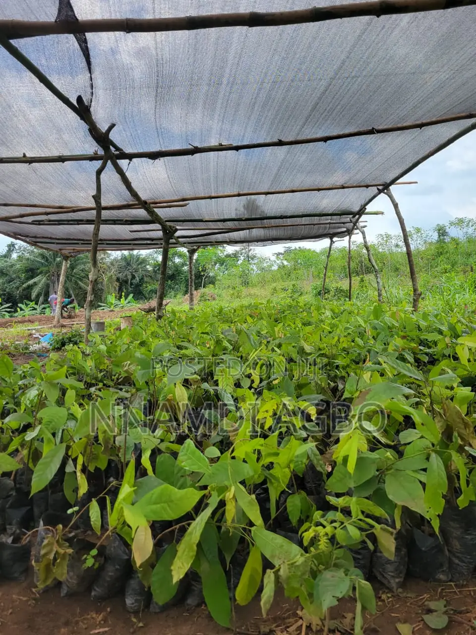 Cocoa Farm Land in Ijebu