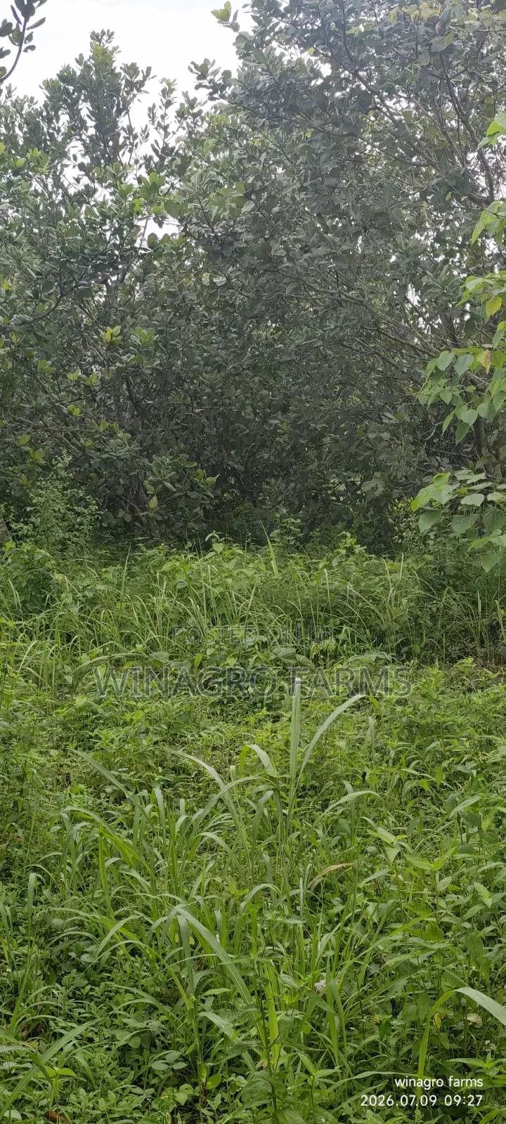 3 Acres of Ready-Made Cashew Palm Tree Farm in Ayetoro