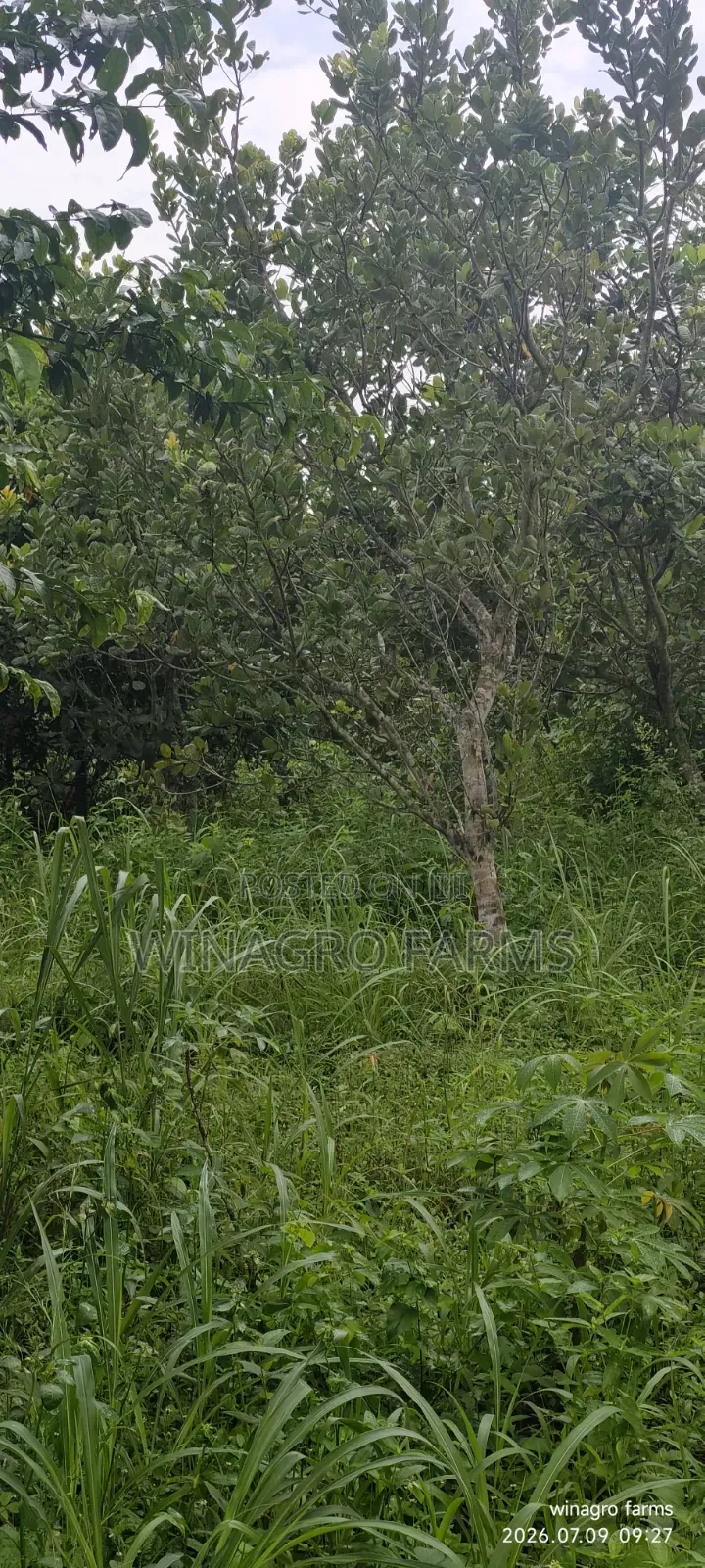 3 Acres of Ready-Made Cashew Palm Tree Farm in Ayetoro