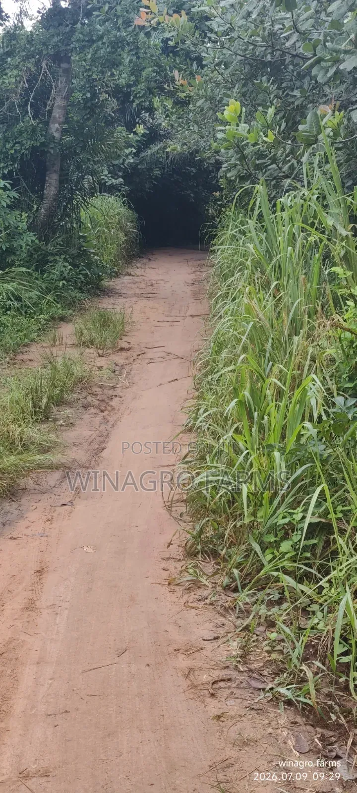 3 Acres of Ready-Made Cashew Palm Tree Farm in Ayetoro