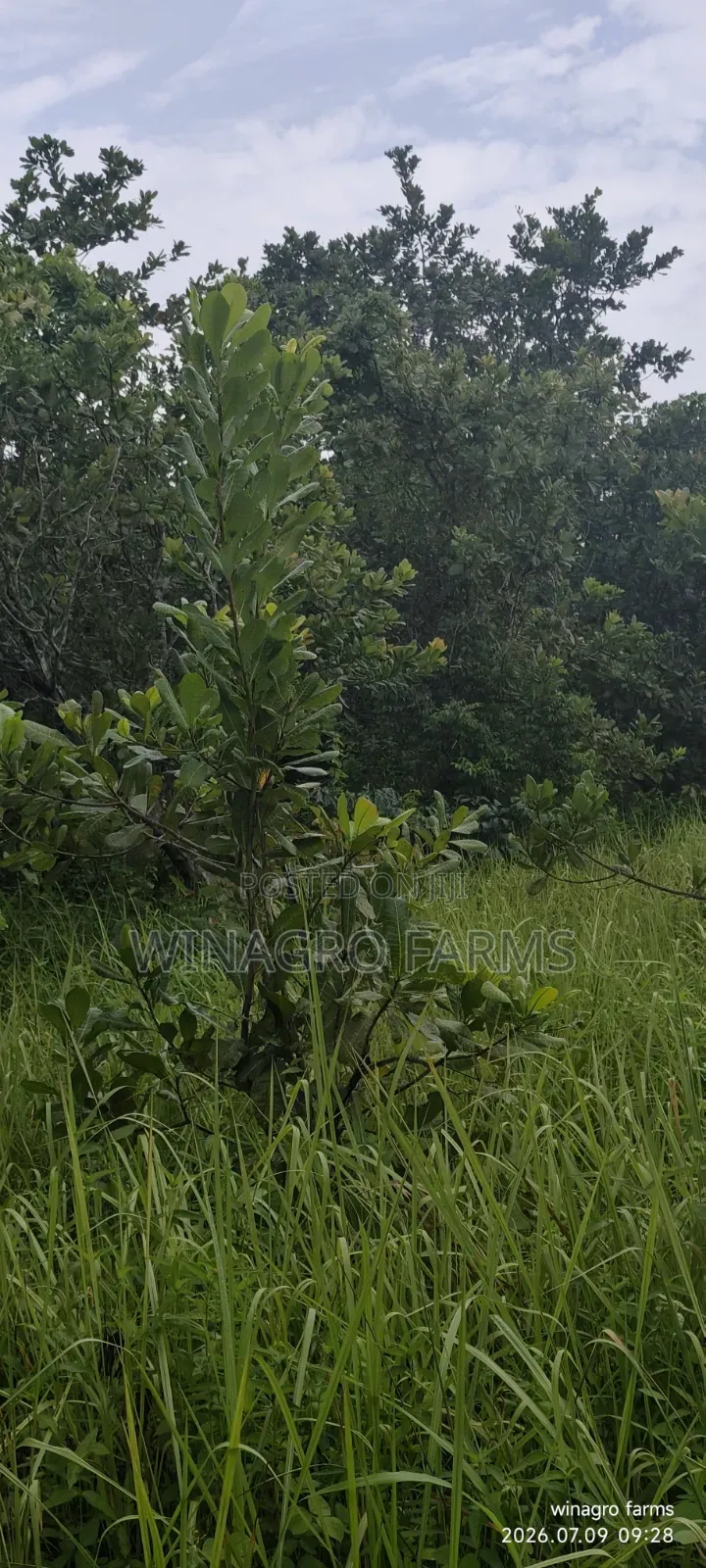 Cashew Palm Tree Farmland 3 Acres for Sale in Ayetoro