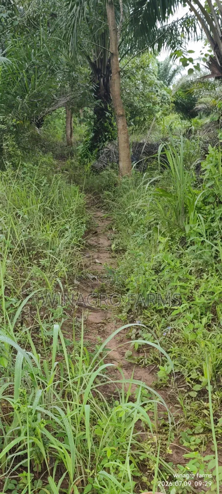 Cashew Palm Tree Farmland 3 Acres for Sale in Ayetoro