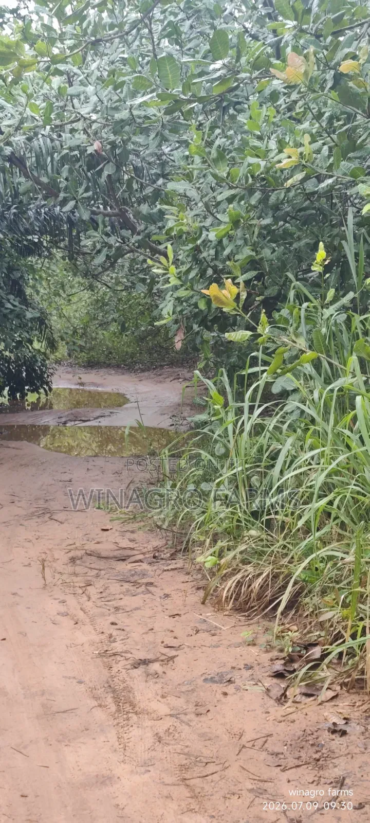 Cashew Palm Tree Farmland 3 Acres for Sale in Ayetoro