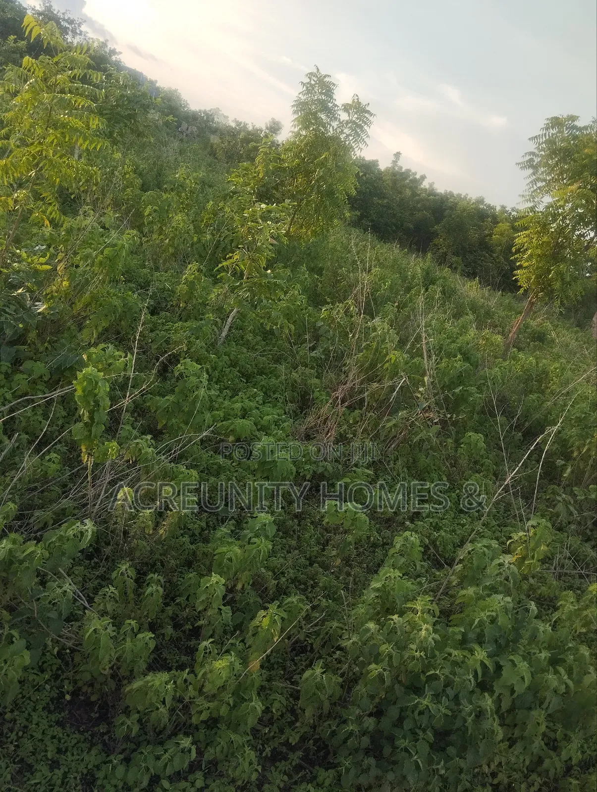 400 Acres of Fertile Farmland for Sale, Ogungbe Village, Iseyin-Ibadan in Iseyin
