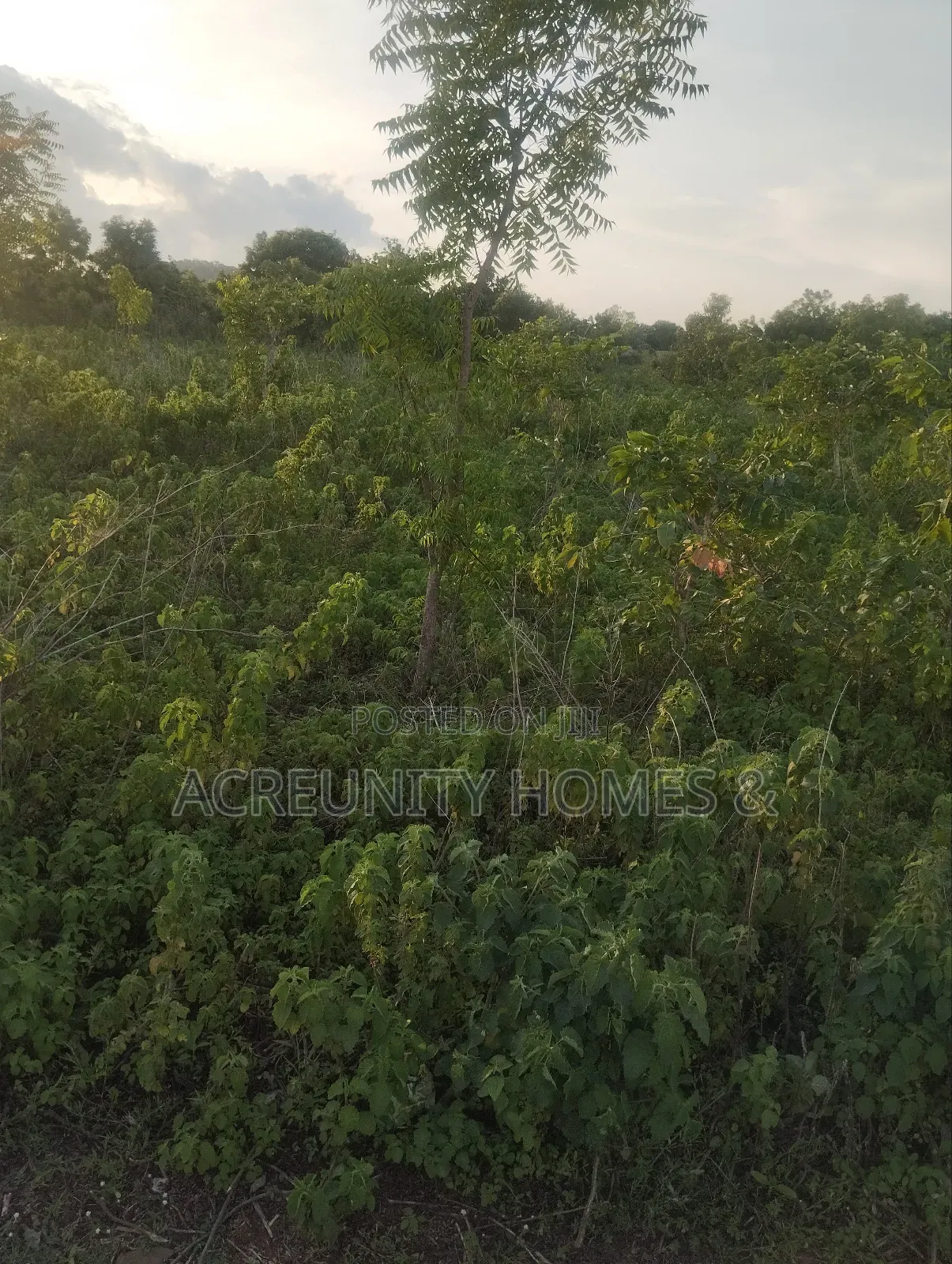 400 Acres of Fertile Farmland for Sale, Ogungbe Village, Iseyin-Ibadan in Iseyin