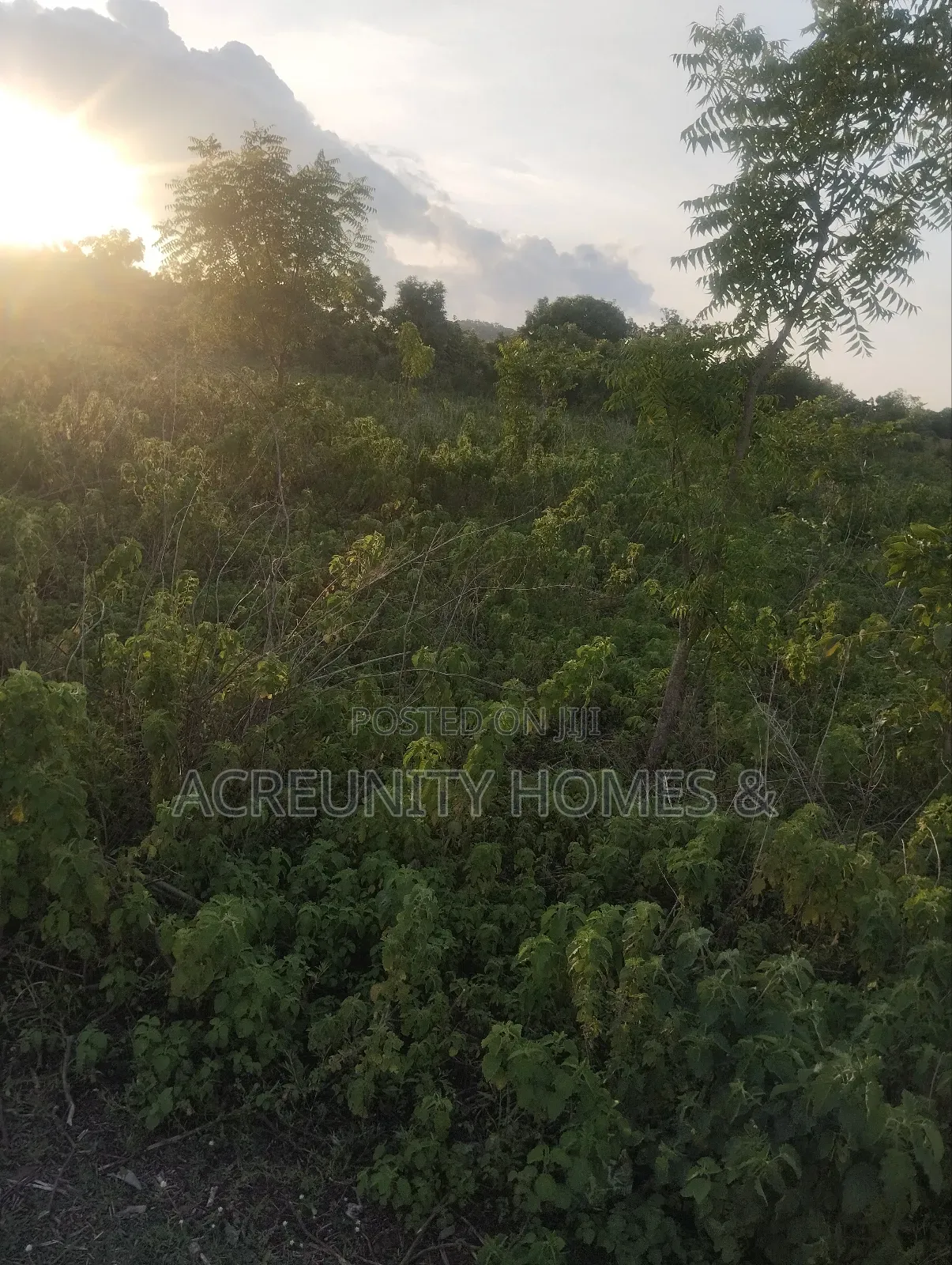 400 Acres of Fertile Farmland for Sale, Ogungbe Village, Iseyin-Ibadan in Iseyin