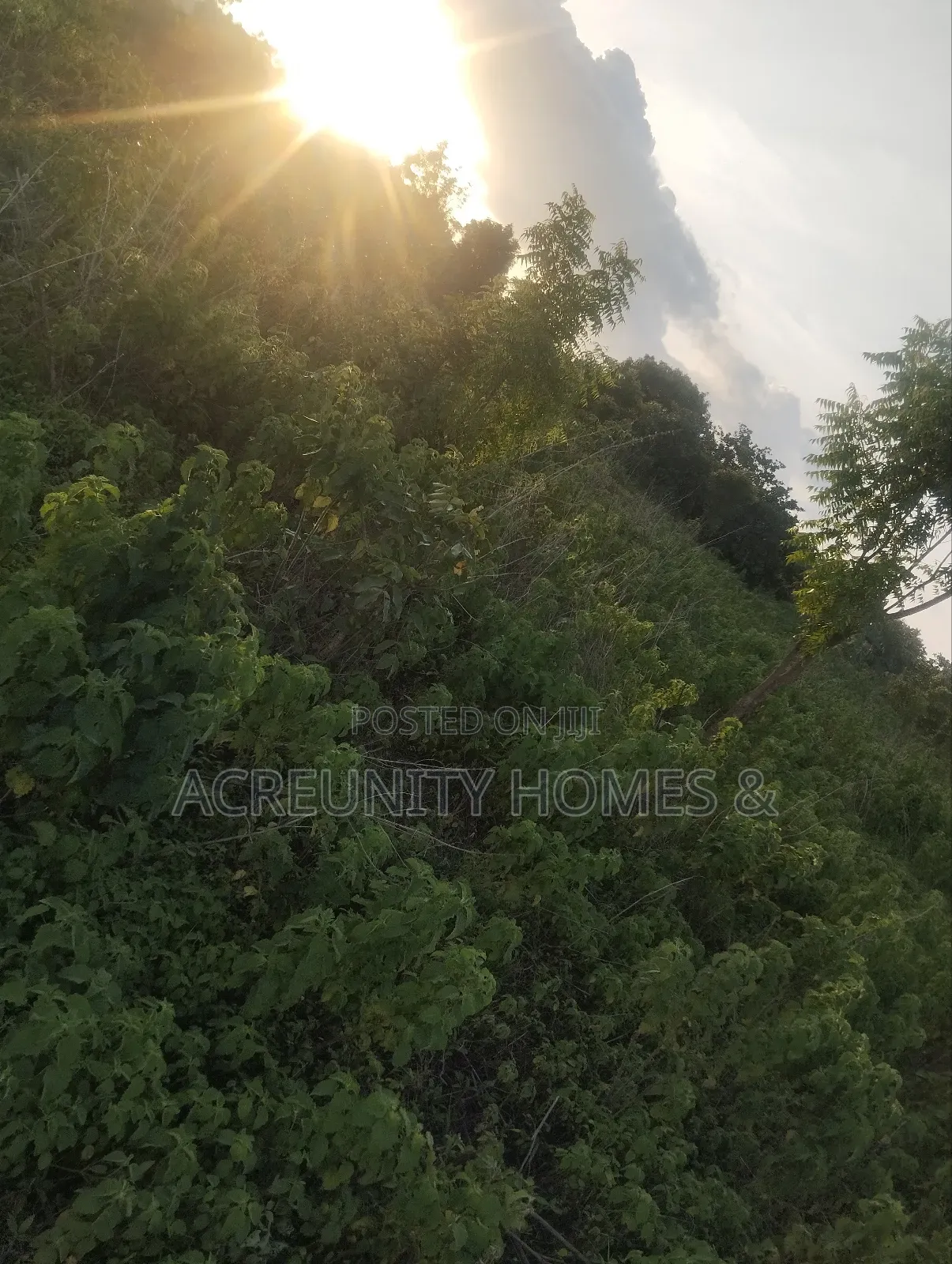 400 Acres of Fertile Farmland for Sale, Ogungbe Village, Iseyin-Ibadan in Iseyin