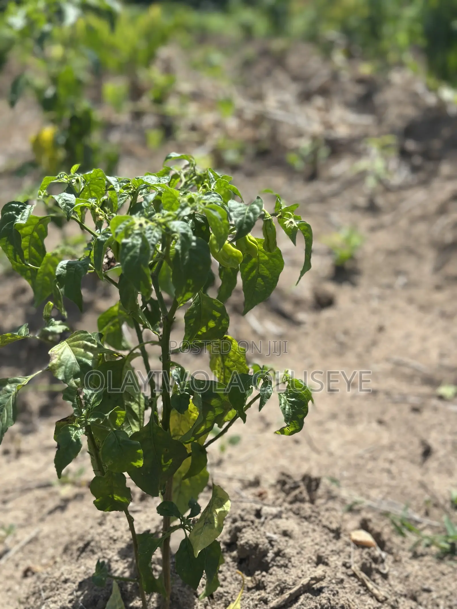 Fertile Land for Agriculture in Ogun State in Obafemi-Owode