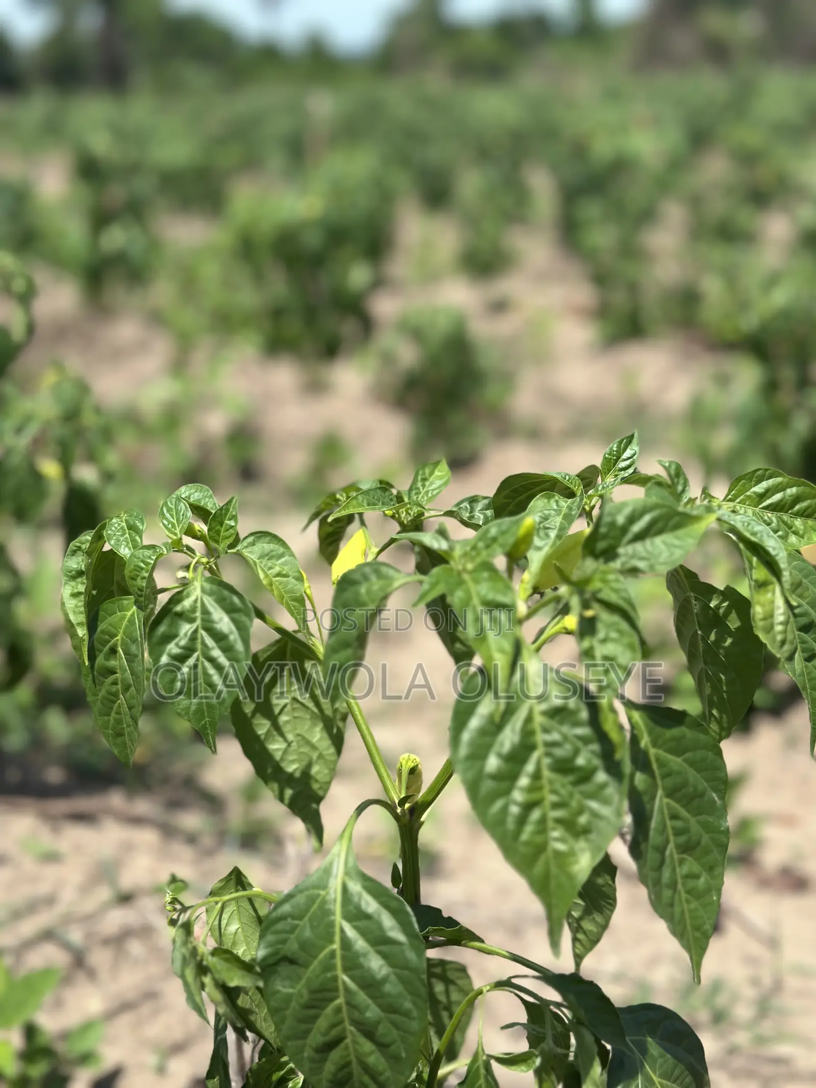 Fertile Land for Agriculture in Ogun State in Obafemi-Owode