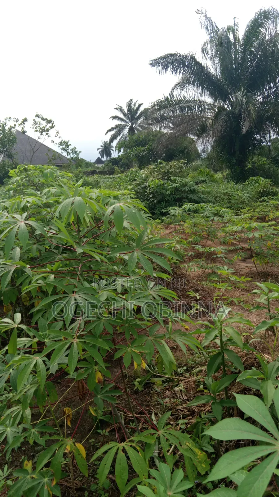 Distress Sale of Land for Sale at Ulakwo Etche in Etche
