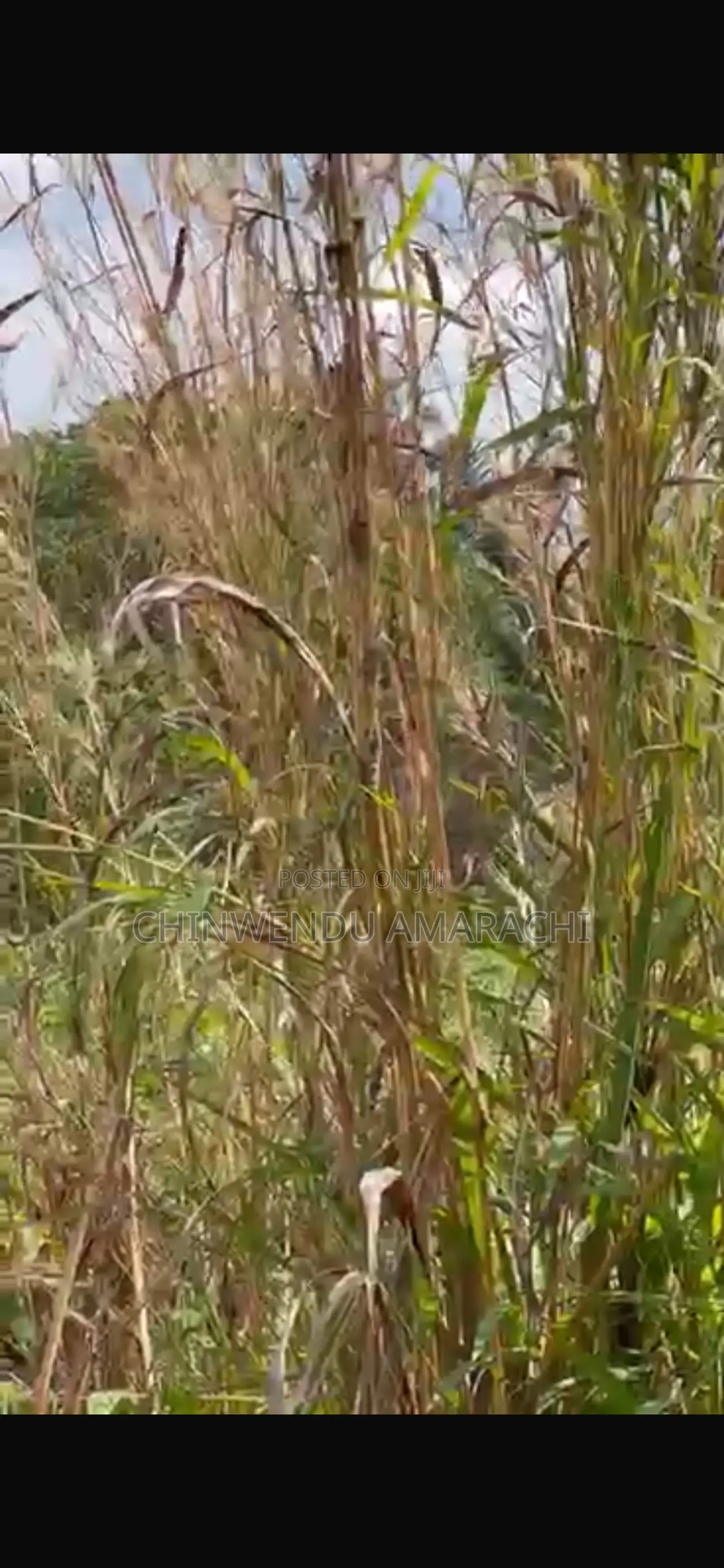 Land for Sale in Enugu State