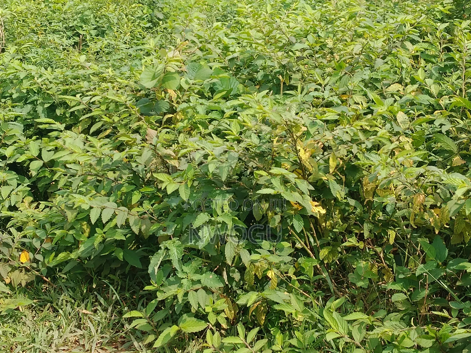 Land for Sale at Guzape 2 in Guzape District