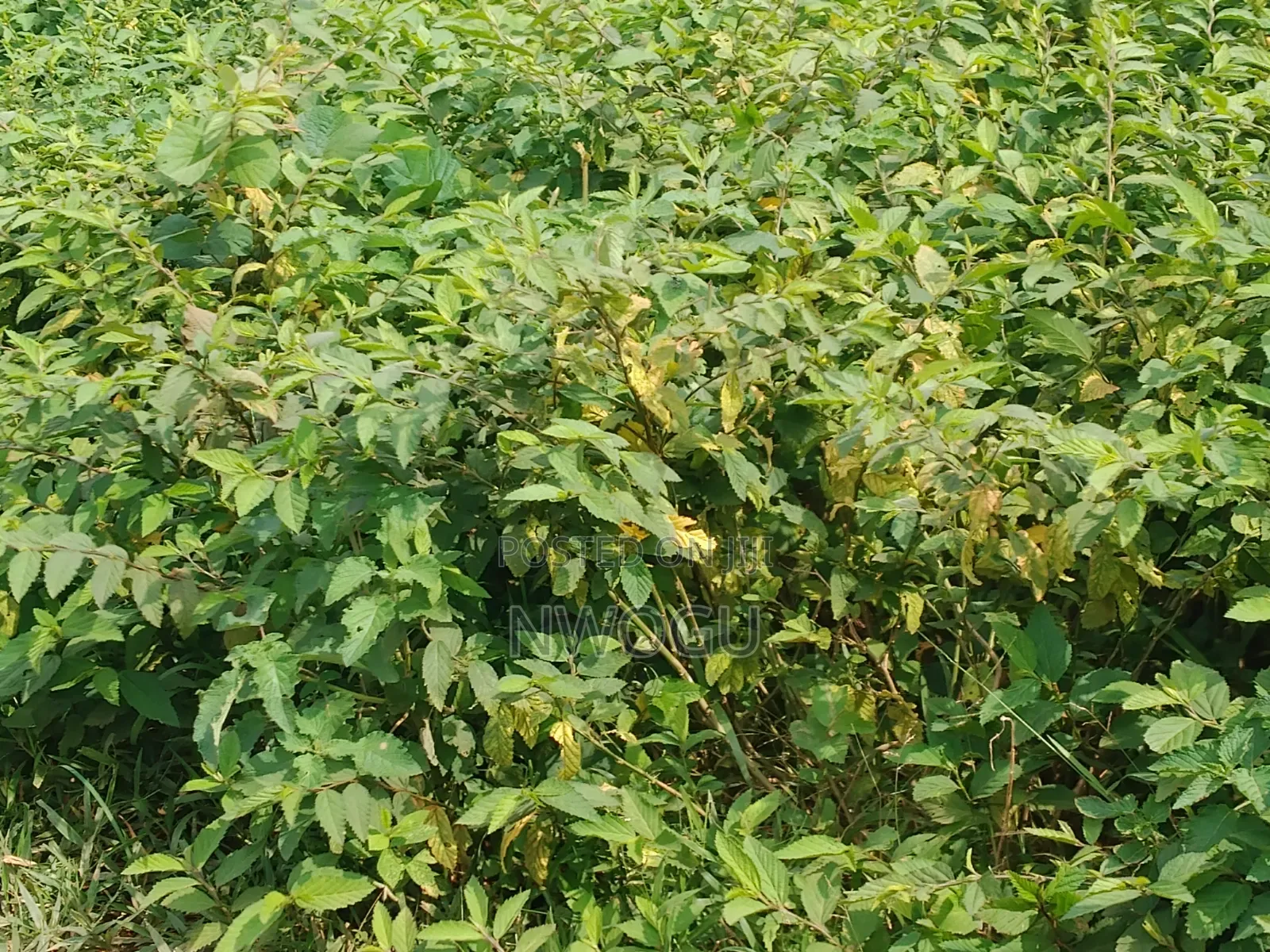 Land for Sale at Guzape 2 in Guzape District