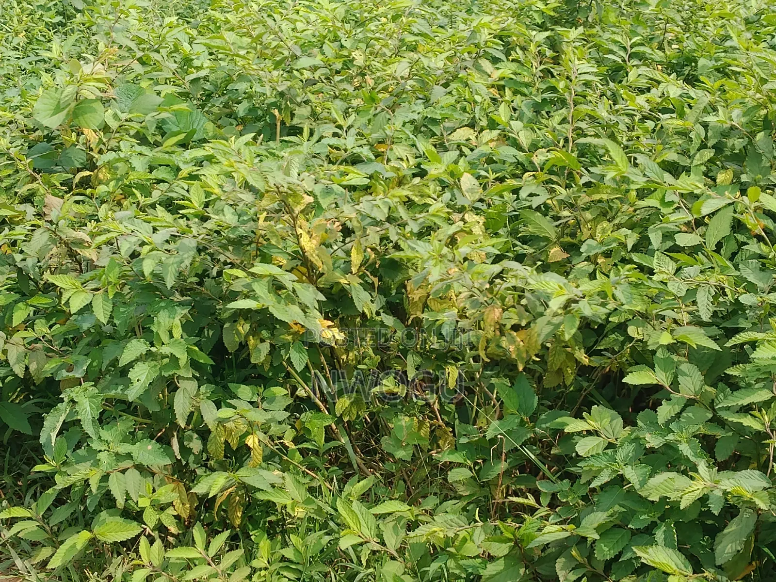 Land for Sale at Guzape 2 in Guzape District