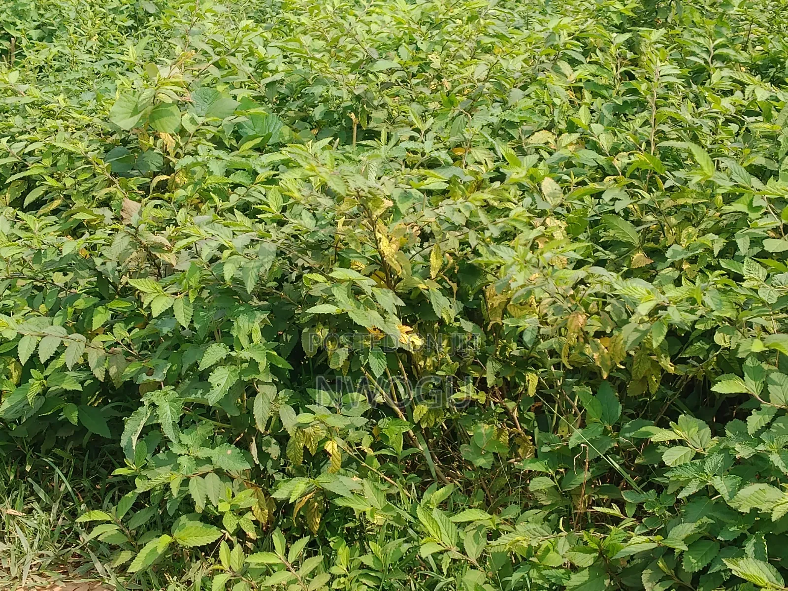 Land for Sale at Guzape 2 in Guzape District