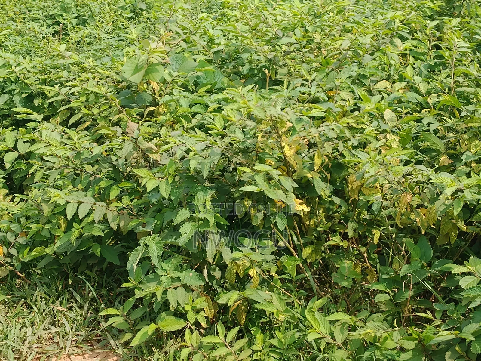 Land for Sale at Guzape 2 in Guzape District