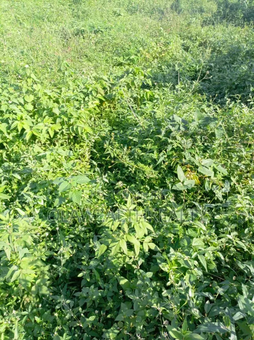 51 Hectares Housing Estate Land at Kiami in Kiami