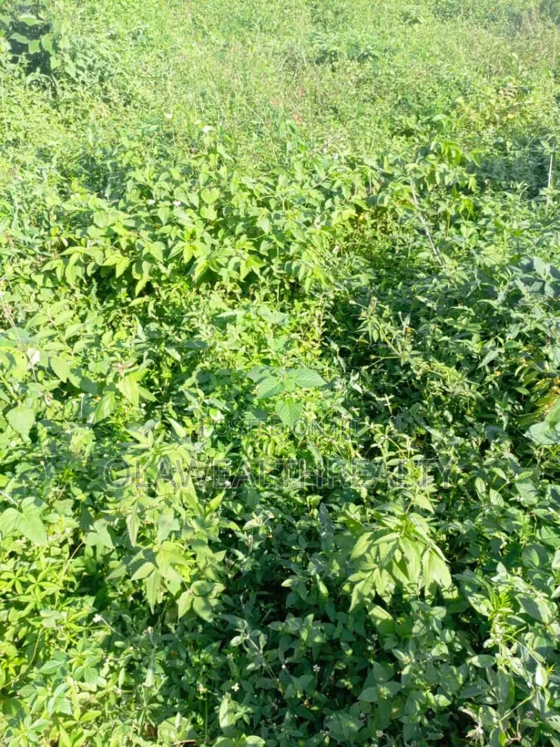 51 Hectares Housing Estate Land at Kiami in Kiami