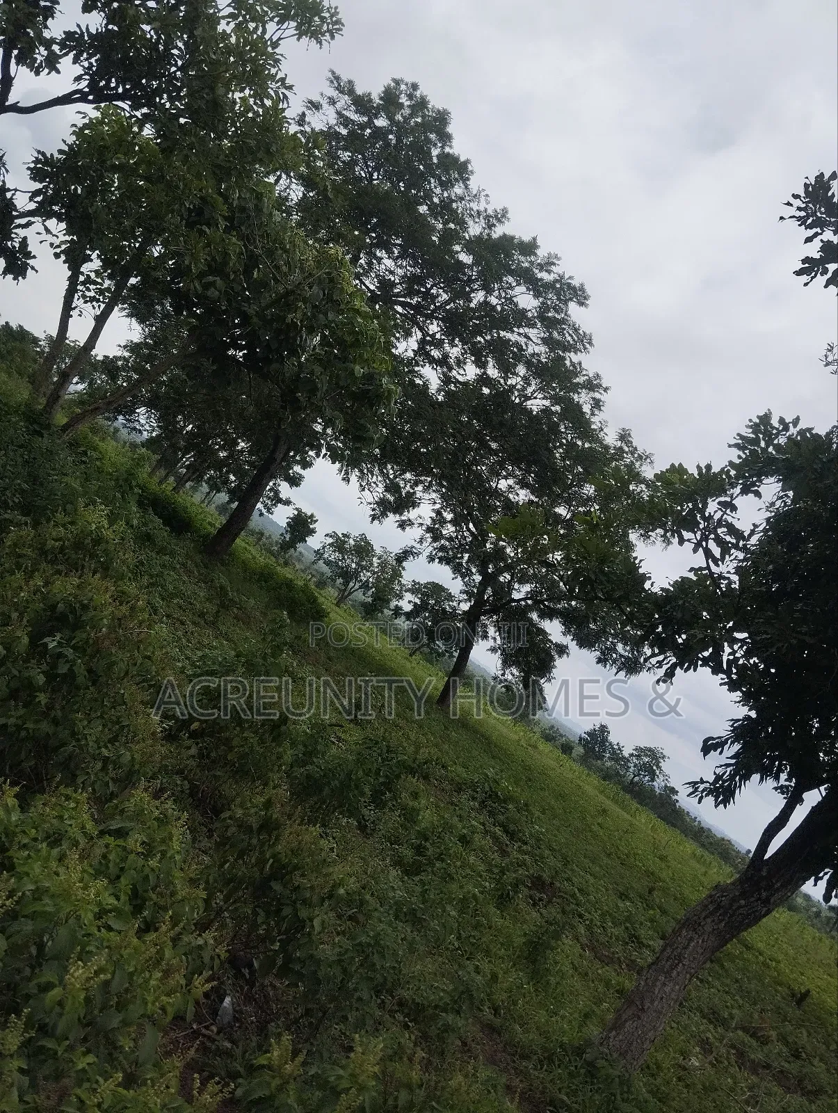 450 Acres of Fertile Farmland for Sale – Ogungbe, Iseyin, Oyo State in Iseyin