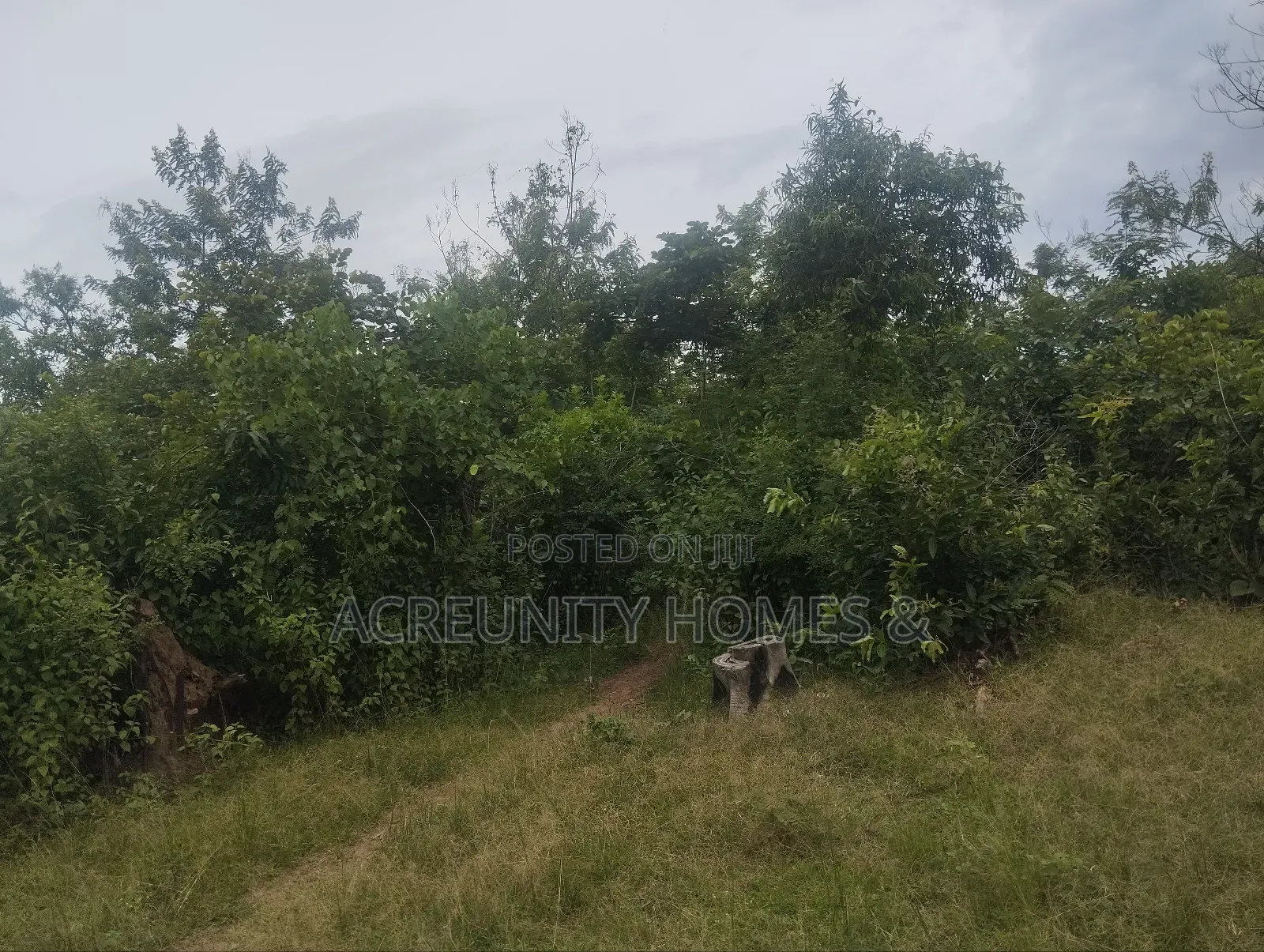 450 Acres of Fertile Farmland for Sale – Ogungbe, Iseyin, Oyo State in Iseyin